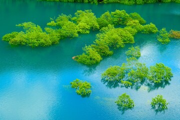 秋扇湖の水没林。仙北、秋田、日本。5月下旬。