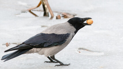blackbird in snow