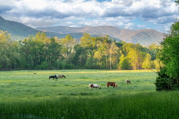 Horses in the meadow