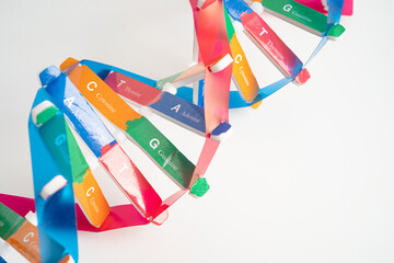 DNA or Deoxyribonucleic acid is a double helix chains structure formed by base pairs attached to a sugar phosphate backbone.