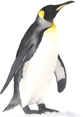 Watercolor illustration of a standing emperor penguin on a transparent background.