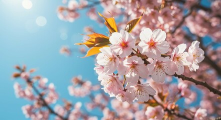 Obraz premium Cherry Blossom on Branch with Blue Sky