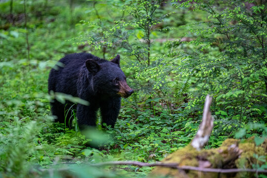 Black Bear in the Forest