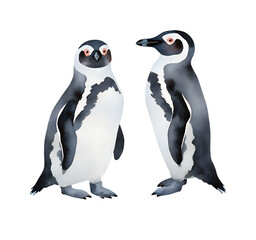 Watercolor illustration of two african penguins on transparent background.