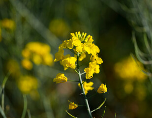 flor amarilla de colza