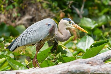Found in most of North America, the Great Blue Heron is the largest bird in the Heron family.