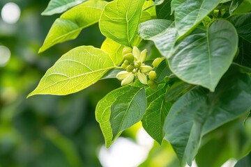 Green Leaves and Flower Buds on a Plant