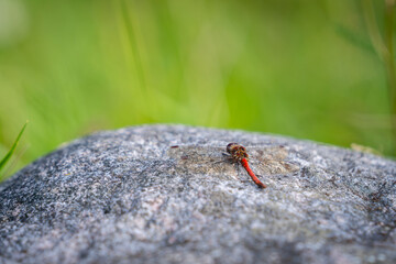 Dragonfly  perched on a stone with a green background. Common Darter dragonfly (Sympetrum striolatum). 