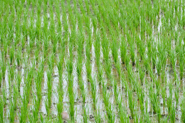 Rice cultivation in the paddy fields and agricultural work.