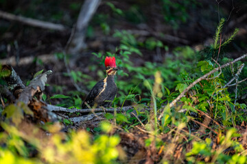 Pileated Woodpecker in the Forest