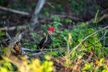 Pileated Woodpecker in the Forest