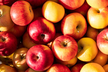 Apple harvest. Red and yellow apples close-up in sunlight.