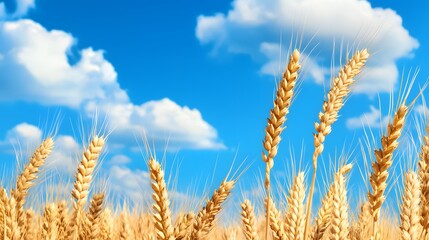Fototapeta premium Golden Wheat Field Under Clear Blue Sky with Fluffy White Clouds in Bright Summer Day