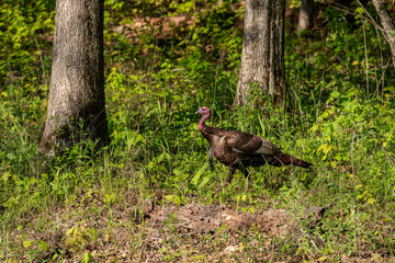 Male Wild Turkey in the Forest