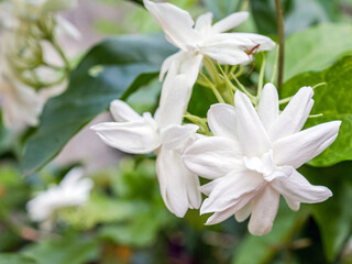 Obraz premium White Jasmine flowers, Close-up of Blooming thai jasmine shrub. White flowers. Background of nature.