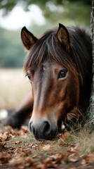 Obraz premium Close up of a resting horse leaning against a tree in a peaceful meadow during autumn
