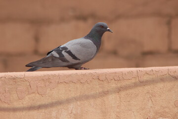 Rock dove perched on a house