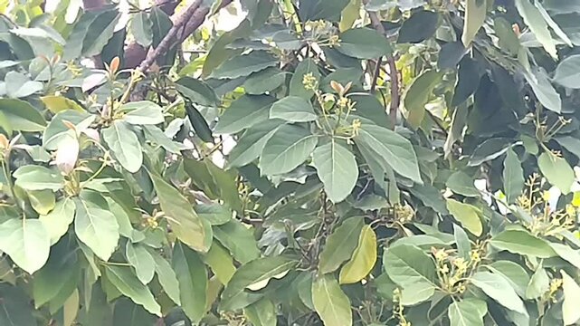 Avocado tree bud. Avocado tree at the very beginning of flowering. Avocado tree bud in nature. Blooming fruit tree
