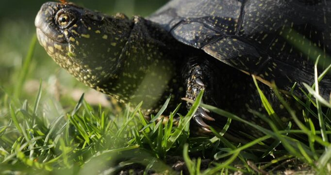 A turtle crawls across a clearing with green grass. A European pond turtle basks in the evening sun. Flora and fauna in Ukraine.