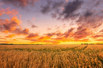 Obraz premium Golden wheat field under sunset sky creates a serene agricultural landscape scene and symbolizes harvest season and rural beauty for background, wallpaper.