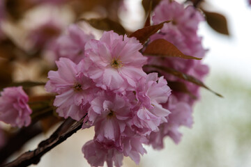 sakura blossoms blooming tree in the city