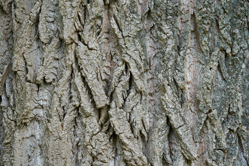 Close-up texture of rough tree bark. Natural wooden surface pattern, ideal for backgrounds, textures or nature-themed design.