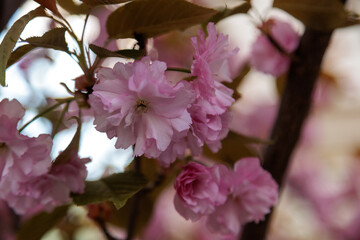 sakura blossoms blooming tree in the city