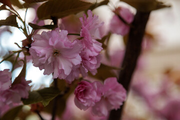 sakura blossoms blooming tree in the city
