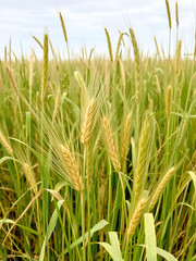Obraz premium Wheat and tares growing together in a field with weeds , field, crops, field, crops, weeds, coexistence