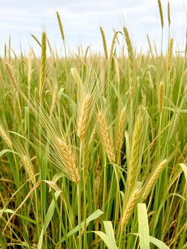 Wheat and tares growing together in a field with weeds , field, crops,  field, crops, weeds, coexistence
