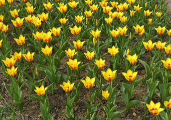 Fototapeta premium Vendee Globe Yellow Tulip Field