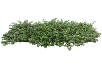 Populus nigra Plant  Shrub Tree Architecture,  bushes, green leafed plants, leaf, landscape png free download