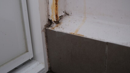 Mold growing in the corner of the bathroom wall.