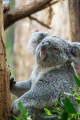 Obraz premium Koala close up - zoo