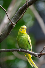 A close up of a budgie