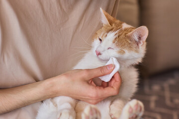 Ensuring Your Rabbits Ear Health with Gentle and Caring Cleaning Practices is Vital