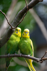 A close up of a budgie