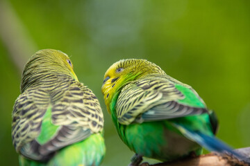 A close up of a budgie