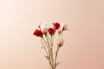 Obraz premium elegant arrangement of intertwined red and white rose stems against soft pastel background with generous copy space
