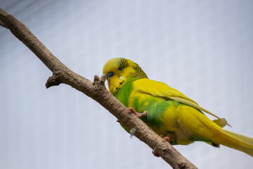 A close up of a budgie