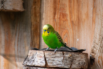 Fototapeta premium A close up of a budgie