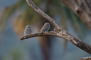 The vibrant Two Spotted owlet perched on a tree  trunk with blurred blue sky background.