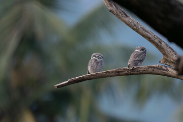 The vibrant Two Spotted owlet perched on a tree  trunk with blurred blue sky background.