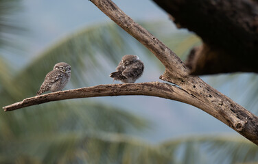 The vibrant Two Spotted owlet perched on a tree  trunk with blurred blue sky background.