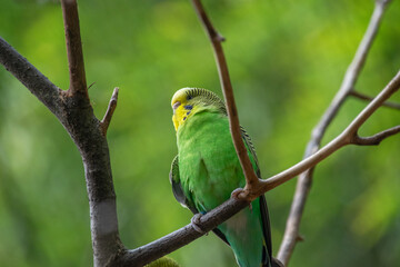 A close up of a budgie