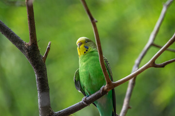 A close up of a budgie