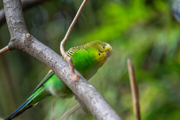 A close up of a budgie
