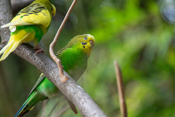 A close up of a budgie