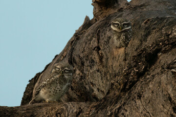 The vibrant Two Spotted owlet perched on a tree  trunk with blurred blue sky background.