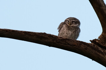 The vibrant one Spotted owlet perched on a tree  trunk with blurred blue sky background.